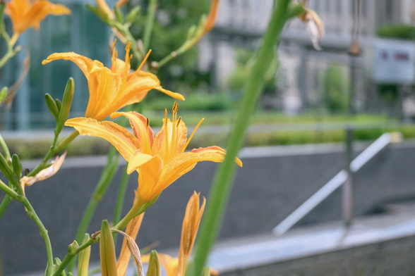 寺町御池角の花壇で咲いているノカンゾウ。奥に京都市役所の庁舎も見える。/ 2025.07.25 京都市役所前から