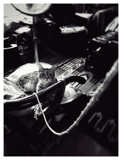 Black and white photo of a senior tabby cat sitting on a living room chair and playing with a shoelace. He has one end caught in a claw of his extended forepaw as he sits up, ears alert, looking almost directly at the viewer. The shoelace drapes over the chair’s black lacquered arm and sags downward before swooping up towards camera and off the right edge of the photo (I’m holding the other end in my hand, out of frame). Beyond the chair we can see a rug with geometric patterns, a standing electric fan, and some out-of-focus furniture and clutter. Sunlight from a window at upper left illuminates parts of the room while casting others into shadow.