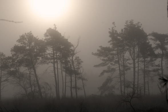 Eine Moorlandschaft bei Sonnenaufgang. Alles ist gehüllt in Nebel