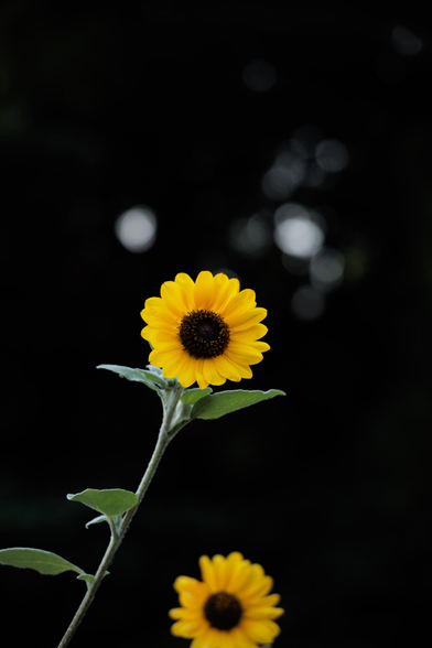 A vibrant sunflower with bright yellow petals and a dark center, standing against a blurred black background.