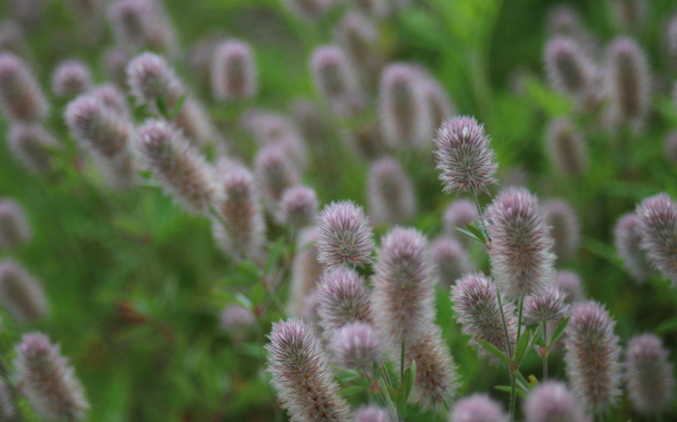 Close up photograph of a carpet of light purple spikes of flowers, like pompoms, amid green foliage.