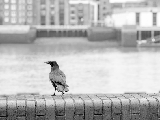 Monochrome photo of a crow looking left, with one foot raised slightly, beginning to curl. It's standing on a round-shouldered brick wall and in front of a river that runs through the shot. On the other bank stand many blurry buildings. A second later, this bird had flown.