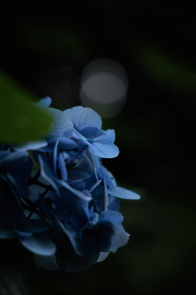 A close-up of delicate blue hydrangea petals against a soft, dark background.