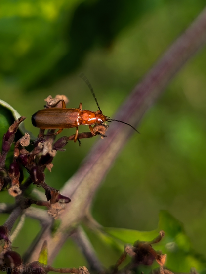 A reddish-brown beetle perched on a dried-up plant stem. The beetle is positioned in the lower-middle left of the frame, facing right, with its antennae visible. Its body is elongated, and its legs are clinging to the rough texture of the stem. The plant stem, dark reddish-brown with some lighter sections, extends diagonally from the bottom left towards the upper right of the frame. Several small, shriveled, and dark brown clusters of what appear to be dried leaves or flowers are attached to the stem. The background is a soft, out-of-focus blur of green.