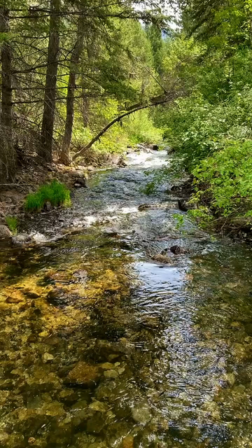 A wide stream flows away from the camera through dense forest where there are spots of sunlight. The water is so clear that individual rocks are easy to see. 