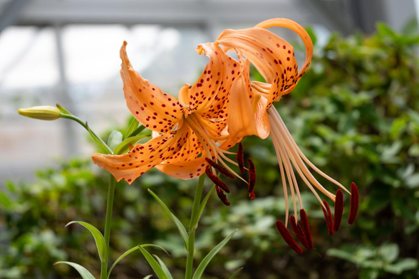 オレンジ色の反り返った花びらと茶色の斑点模様のコオニユリ。一見オニユリっぽいけど、そこそこ小さい。葉と茎の付け根部分にむかごができないのもオニユリとの違いらしい。/ 2025.06.29 京都府立植物園・観覧温室から
