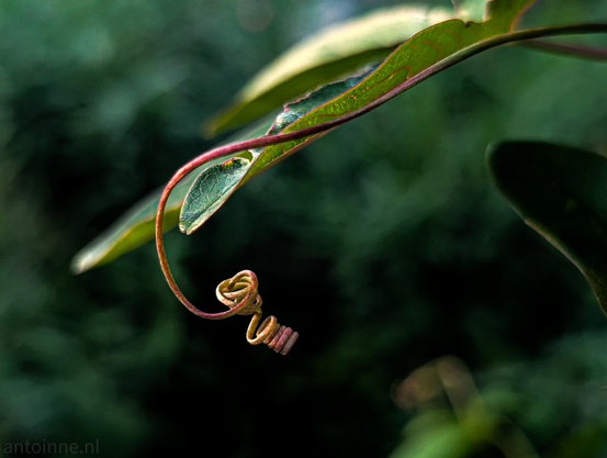 A close-up, shallow depth-of-field photograph showcasing a delicate plant tendril. The tendril, originating from the underside of a green leaf, is a prominent feature, curling downwards and then spiraling into a tight, almost heart-shaped coil at its end. It exhibits a gradient of colors, starting with a reddish-brown near its base and transitioning to a lighter, more yellowish-brown at the coiled tip.