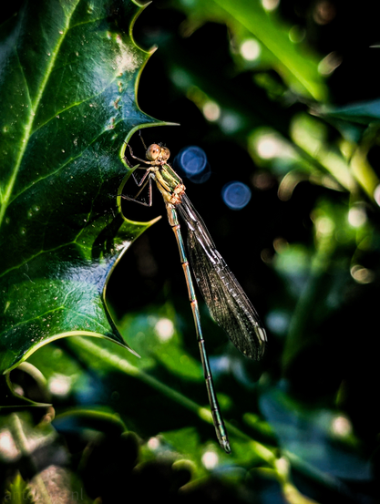 A damselfly perched on a serrated green leaf. The damselfly's body is slender and elongated, displaying iridescent green and bronze tones, particularly noticeable on its thorax and abdomen. Its delicate, transparent wings are visible, with intricate venation.