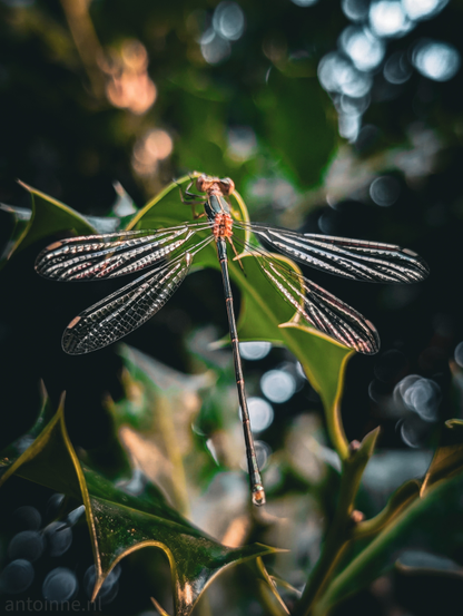 A damselfly resting on a green, serrated leaf. The damselfly is positioned centrally, with its body extending downwards and its four delicate, translucent wings spread wide, showcasing intricate venation patterns. The wings appear to have subtle iridescent qualities, catching the light. The background is softly blurred with a bokeh effect, featuring out-of-focus highlights that suggest dappled sunlight filtering through foliage. 