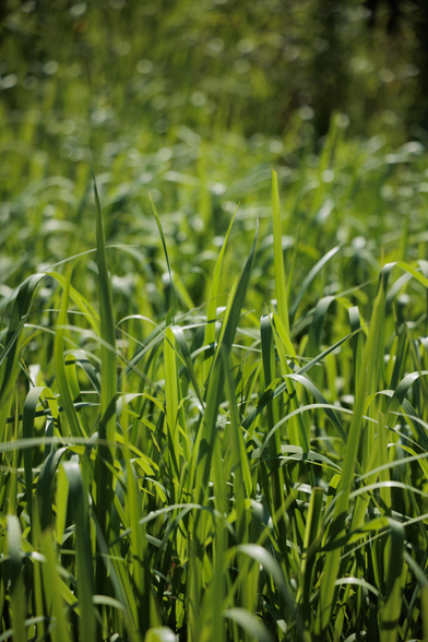 Close-up of vibrant green grass blades swaying in the sunlight, creating a lush, natural background.