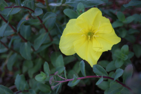 Close up photograph of an open yellow flower of suncup in the middle of blue green foliage and red stems of a stonecrop.