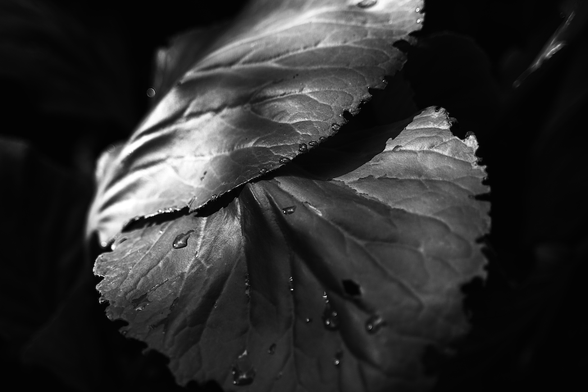 Monochrome daylight photo.
Leaf, Light and Lazy drops.