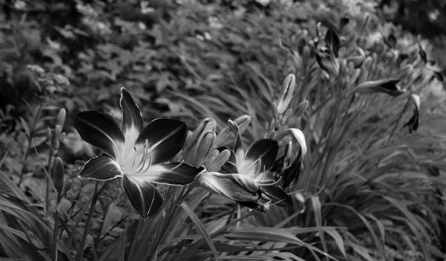 Black and white photograph of a row of day lilies, some open, some from yesterday and withered, some in buds ready to open, tomorrow. The front ones on the left are on focus, the others are blurred. Behind are other plants and trees, blurred.