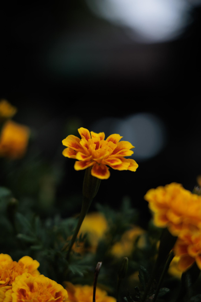 A vibrant yellow marigold flower stands out against a dark background, surrounded by soft-focus blooms and greenery.