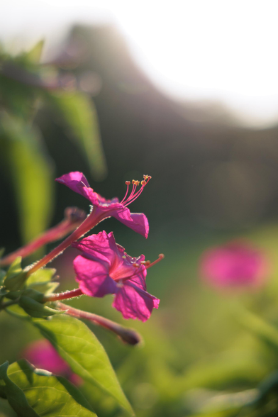Close-up of vibrant pink flowers with delicate petals and long stamens, softly illuminated by warm sunlight, set against a blurred green background.
