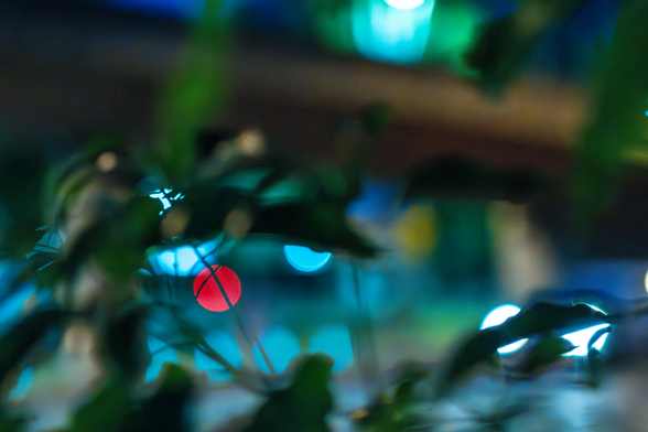 A blurry photo taken at night through out of focus branches and leaves, highlighting small points of light in blue and red in the background