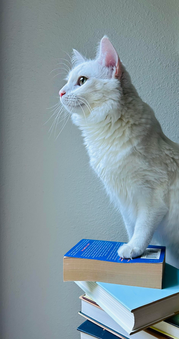 Blume, on top of a few books, looking to the left. 