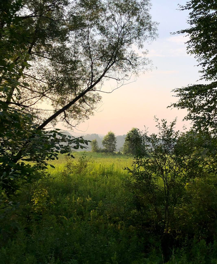 Photograph of a green meadow taken from behind and in the shadow of grass and trees. Small trees are growing in the middle of the meadow, dark blue hills are behind in the distance, under a pale blue and pink sky.