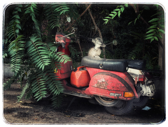 Two dilapidated motor scooters stand parked next to each other in a yard, partly obscured by low-hanging leafy tree branches and looking like old friends remembering better days. The scooter closer to camera is a red Vespa with spots of grime, scratches, and flaking paint. A red gasoline container sits on its floorboard. The other scooter is white (also probably a Vespa, although I can’t be sure as it’s mostly hidden behind the red one) and in similar condition.