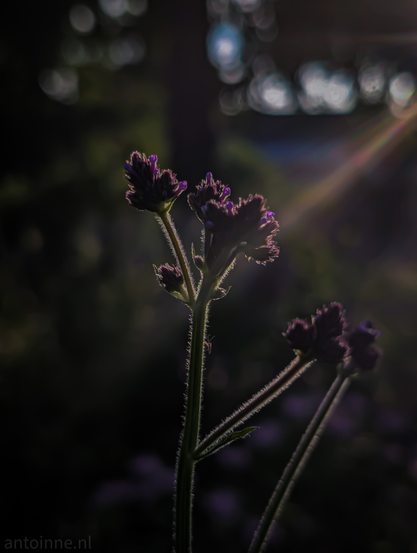 A low-light, close-up photograph of a verbena with small, clustered purple blossoms, back-lit by a strong light source.

The sun creates a noticeable lens flare on the right side of the image. The plant's stems are visible and have fine bristles, which are highlighted by the backlighting. The background is dark and out of focus, consisting of indistinct shapes and bokeh lights.