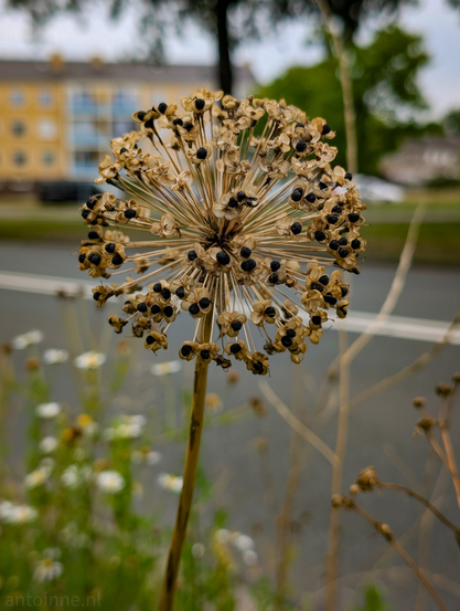 A dried, spherical seed head, set against a blurred outdoor background. The seed head is a light brown color, composed of numerous individual seed pods radiating outwards from a central point, giving it a spiky, dandelion-like appearance. Many of these pods contain small, dark, almost black seeds. In the blurred background, there's a road. Beyond that, to the left, is a residential building with a light-colored facade. Further in the background, there are green trees and foliage. 
