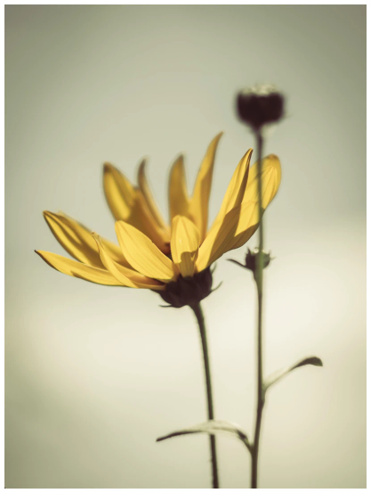 Blüte einer Staudensonnenblume auf schlankem Stiel vor sepiafarbenem Hintergrund. Hochformat.