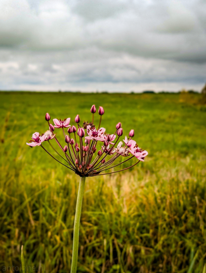 A pink flower with multiple blossoms and buds, set against a blurred background of a green field under a cloudy sky. The Butomus umbellatus is in sharp focus and occupies the central foreground. Its delicate pink petals, some with darker veins, are clearly visible, as are the numerous buds clustered around the stem. Behind the flower, a vast green field stretches into the distance, rendered with a shallow depth of field, causing it to appear softly blurred. 