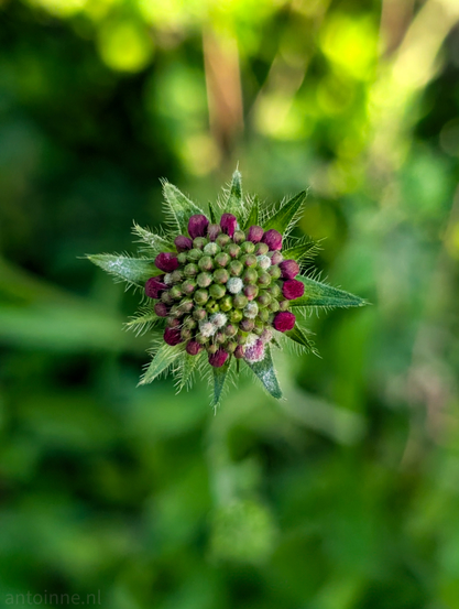 A top-down shot of a flower bud, likely of a scabiosa or similar plant, against a blurred green background. The bud is composed of numerous small, tightly packed florets. Most of these florets are light green, particularly in the center of the bud. Around the outer edge, some of the florets are a deep reddish-purple, suggesting they are either beginning to bloom or are a different color variety.