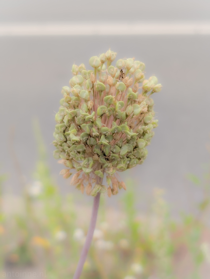 A single, spherical flower head, in a late stage of its bloom. The flower head is composed of numerous small, individual seed pods or spent florets, predominantly in shades of light green and yellowish-tan. Some of the lower parts of the head show a more dried, brownish hue. The head is supported by a slender, purplish-brown stem that extends downwards out of the frame. The background is significantly blurred, creating a shallow depth of field that keeps the focus squarely on the plant. The background consists of soft, muted tones of light grey or beige,  indicating a distant road.
