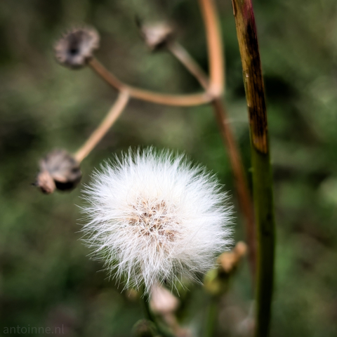 A fluffy white seed head, with numerous fine, white bristles radiating outwards, ready for wind dispersal. In the background, out of focus, are parts of the plant's stem. The background is a soft blur of greens and browns, indicating a natural, possibly wild, outdoor setting.
