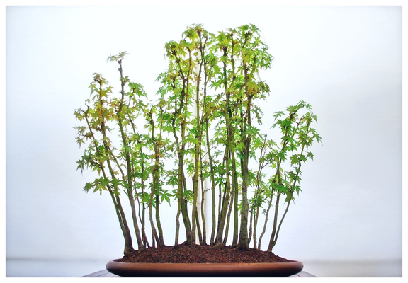A photo of a tiny bonsai forest... Japanese maple I think, although the leaves somewhat resembles marijuana. Anyway, this small group of 16 or 18 tiny trees are growing in a very shallow clay pot with terracotta gravel. And the mini forest is set in front of a white wall. It looks lovely, graceful, all the things bonsai are supposed to be.