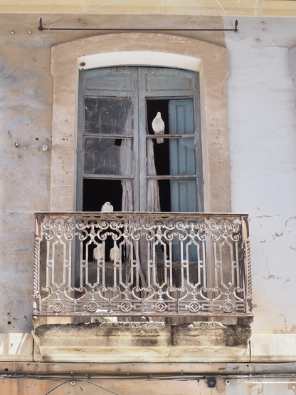 In ein verlassenes Haus sind weiße Tauben eingezogen. Sie sitzen auf den Sprossen des glaslosen bodentiefen Fensters, eine ganz oben rechts. Im linken Fensterflügel sind noch drei, zwei davon verschwinden fast hinter dem Balkongitter, die dritte ist darüber halb zu sehen.
White pigeons have moved into an abandoned house. They sit on the bars of the glassless floor-to-ceiling window, one at the top right. There are three more in the left-hand casement, two of them almost disappear behind the balcony grille, the third is half visible above it.