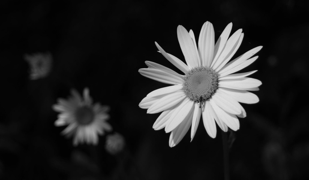 Close up black and white photograph of a perfect daisy flower open in the sun, with a tiny wasp at the bottom edge of its centre. Another open daisy and two opening buds can be seen blurred behind, illuminated by the sun also. The rest is in the shadow.