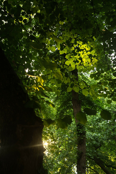 Light streams through from beyond, passing by and through the green ceiling, sparking in the glass.