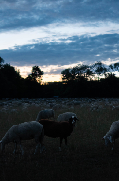 The photo shows a large herd of sheep grazing on a spacious meadow, in the foreground a single brown sheep with a white face, looking at me. In the background, a row of trees can be seen behind which the sun has set, bathing the scene and the sheep in a bluish evening light.