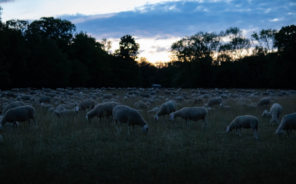 The photo shows a large herd of sheep grazing on a spacious meadow. In the background, a row of trees can be seen behind which the sun has set, bathing the scene and the sheep in a bluish evening light.
