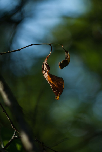 Two curling dead leaves, crisp against a blurred dark green background.