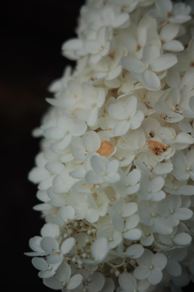 A close-up of a cluster of delicate white flowers, with a few pale orange petals nestled among them, against a dark background.