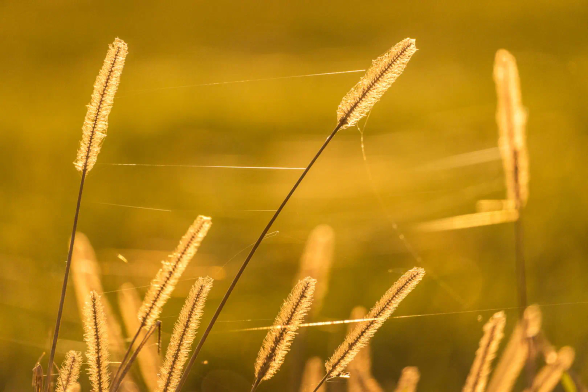 Wiesenpuschel in goldenem Gegenlicht. Herbstlich besponnen.