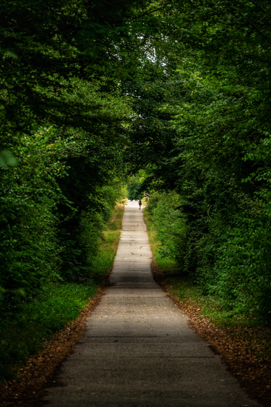 Ein Feldweg der ein Stück durch einen  Wald führt. 