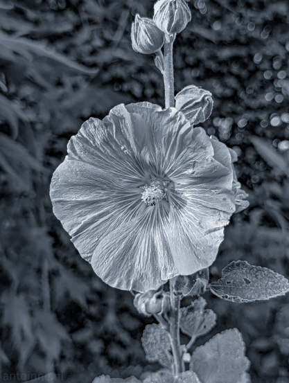 A black and white photograph of a hollyhock flower. The flower is in full bloom with its petals fanning out from the center, revealing intricate vein details. Above the main bloom, there are several closed flower buds on the same stem. The background is softly blurred, creating a bokeh effect with circular light reflections, which helps to isolate the flower and make it stand out. 