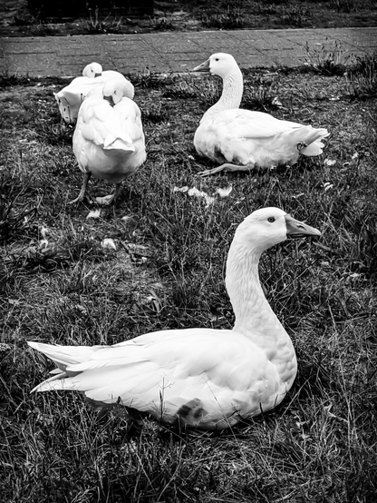 A black and white photograph of four white geese in a grassy area. The geese stand out against the darker tones of the grass. In the foreground, a goose is positioned on the right side, looking towards the right of the frame. Its long neck is visible, and its body is largely obscured by the grass, though its white feathers are clear. 
