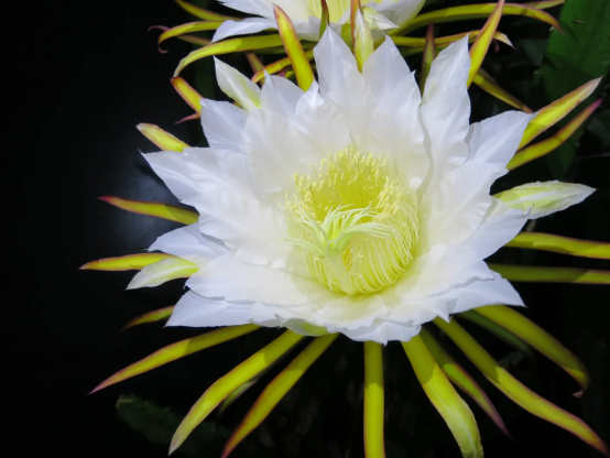 ドラゴンフルーツ（通称）の花
白い花弁で大きい花