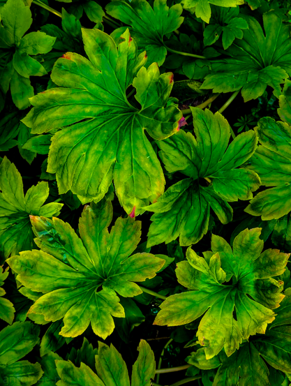 A top-down shot of a cluster of lush green leaves. The leaves are broad and prominently veined, with a deeply lobed or palmately compound structure, resembling a star or a hand with splayed fingers. Their color varies, with brighter yellow-green tones appearing in the center and along the veins, transitioning to deeper, darker green towards the edges and in the shadows between leaves. Some leaves exhibit subtle reddish or brownish tints.