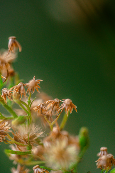 A close-up photo of a withered horseweed plant in front of green blurry background