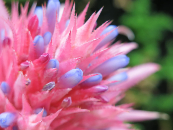 Aechmea fasciata
ピンクの苞の間から花が出る