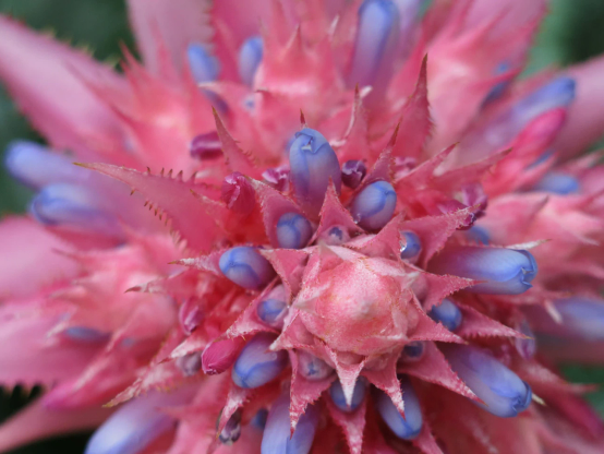 Aechmea fasciata
真上から撮影したもの