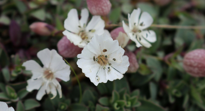 Close up photograph of an open flower of sea campion, with its five white petals fused together to form a pink bladder. Other flowers and green leaves are slightly blurred in the background.