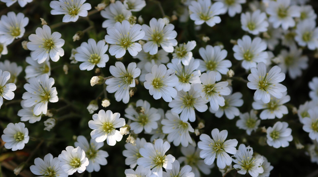 Close up photograph of a carpet of open white flowers of alpine mouse-ear (Cerastium alpinum), with five notched petals with dark veins, and a yellow centre. Sunlight illuminates some of them. A small black insect is sitting on the flowers right in the centre.
