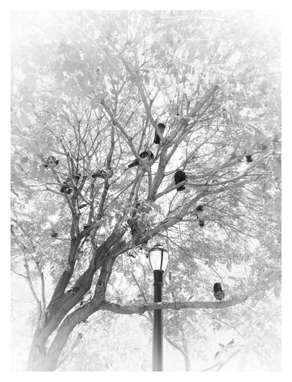 A high-key monochrome image of several pigeons sitting in the branches of a tree above an old-fashioned lamppost, in a small park in Manhattan, NYC. The branches, post, and bodies of the pigeons are darker in contrast to the faded canopy of leaves. A reverse vignette effect further lightens the edges of the image.